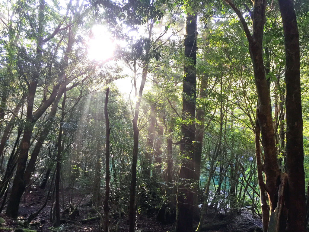 屋久島